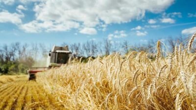 Tarım Ürünleri Üretici Fiyat Endeksi (Tarım ÜFE), Temmuzda bir önceki