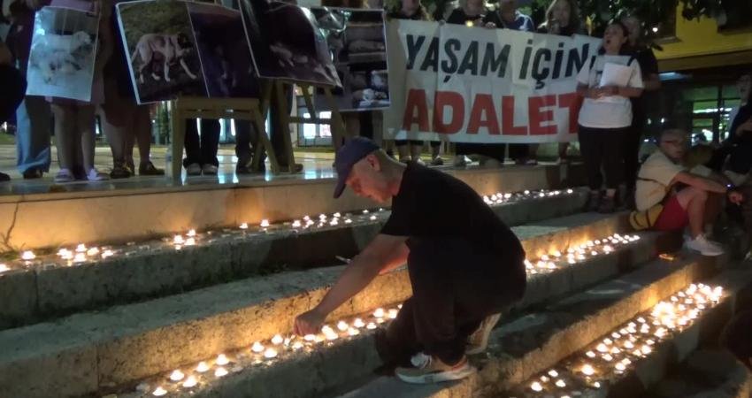 Edirne hayvan barınağında son bir yılda hayatını kaybeden 800 sokak