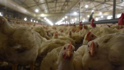 Türkiye’de kümes hayvancılığı üretimi Haziran 2025’te geriledi. Tavuk eti üretimi