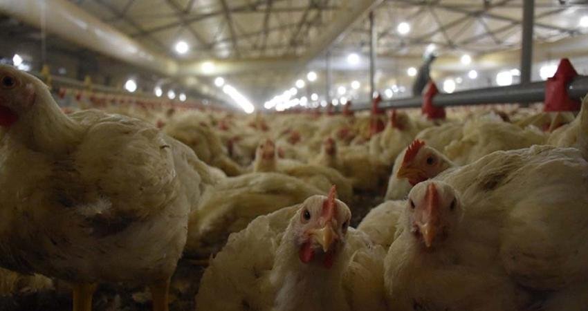 Türkiye’de kümes hayvancılığı üretimi Haziran 2025’te geriledi. Tavuk eti üretimi