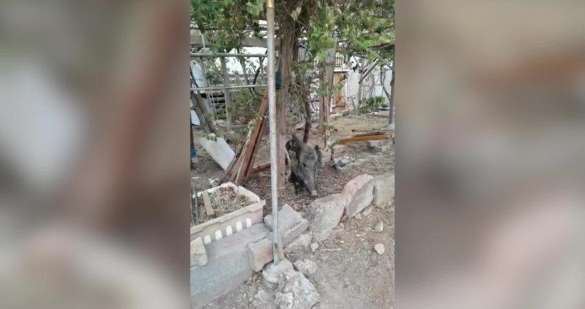 İzmir Büyükşehir Belediyesi ekipleri, ateşli silahla yaralanan domuzu tedavi altına