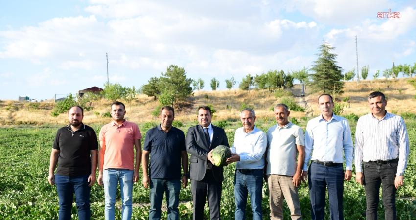 Kahramankazan Belediye Başkanı Selim Çırpanoğlu, coğrafi işaretli Kazan Kavunu’nda hasat