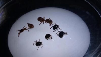 Kene ısırığıyla bulaşan ve et ile süt ürünlerine karşı gecikmeli