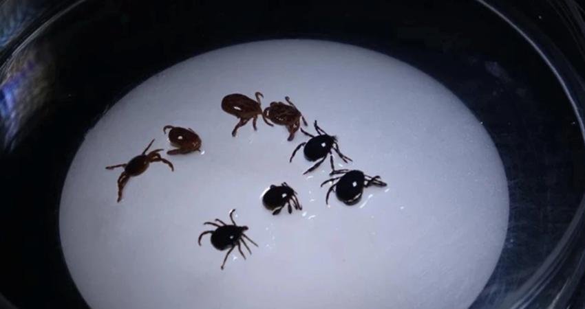 Kene ısırığıyla bulaşan ve et ile süt ürünlerine karşı gecikmeli