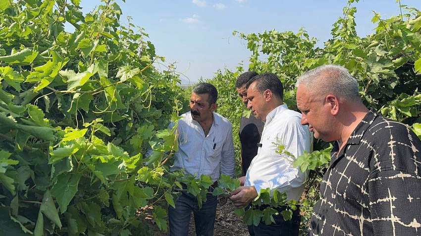 CHP Manisa Milletvekili Bekir Başevirgen, Manisa’da üzüm bağlarını ziyaret etti,