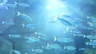 Ortahisar Belediyesi Trabzon Akvaryum’da, "Masallar Trabzon Akvaryum’da Canlanıyor" etkinliği düzenlendi.