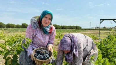 Silivri Belediyesi, Tarımsal Üretim ve Araştırma Merkezi’nde yetiştirilen üzümlerin hasatı