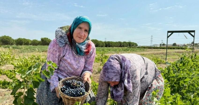 Silivri Belediyesi, Tarımsal Üretim ve Araştırma Merkezi’nde yetiştirilen üzümlerin hasatı