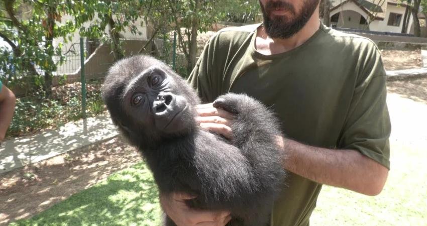 İstanbul Havalimanı'nda 2024 yılında yakalanarak koruma altına alınan ''Zeytin'' ismindeki