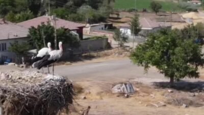 Yozgat'a mart ayının ortalarında gelen leylekler, yaz boyunca yavrularını tarım