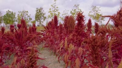 Ankara Büyükşehir Belediyesi (ABB) ile Gölbaşı Halk Eğitim Merkezi'nin iş