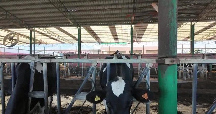Aydın Süt Üreticileri Birliği Başkanı Servet Başkaya, süt üreticisinin artan