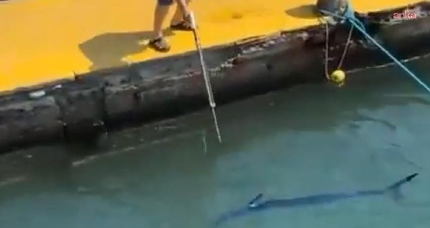 Tarım ve Orman Bakanlığı, Muğla'nın Bodrum ilçesinde nadir görülen bir tür olan