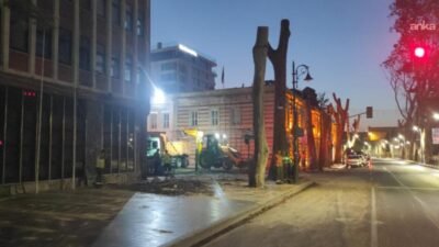 İBB, Dolmabahçe ve Çırağan Caddesi’nde bulunan ‘çınar kanserine’ yakalanmış ağaçların