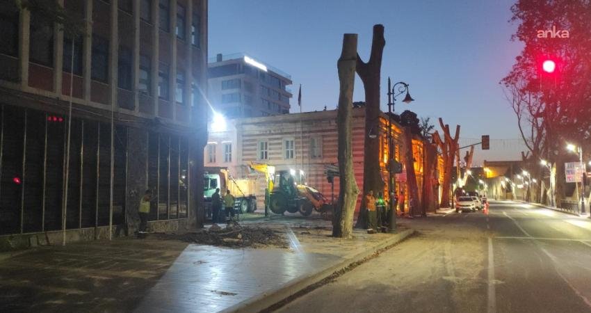 İBB, Dolmabahçe ve Çırağan Caddesi’nde bulunan ‘çınar kanserine’ yakalanmış ağaçların
