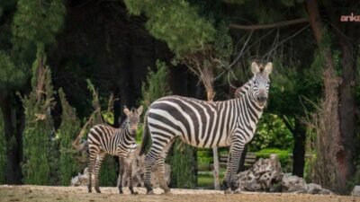 İzmir Doğal Yaşam Parkı'nda yarından itibaren ziyaret saatleri hafta içi