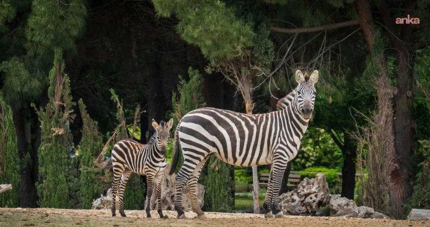 İzmir Doğal Yaşam Parkı’nda kış saati uygulaması başlıyor İzmir Doğal Yaşam Parkı'nda yarından itibaren ziyaret saatleri hafta içi