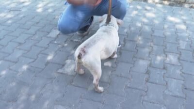 Bayraklı İlçe Tarım Müdürlüğü ekiplerinin doğal ihtiyaçları karşılanmadan ve uygunsuz