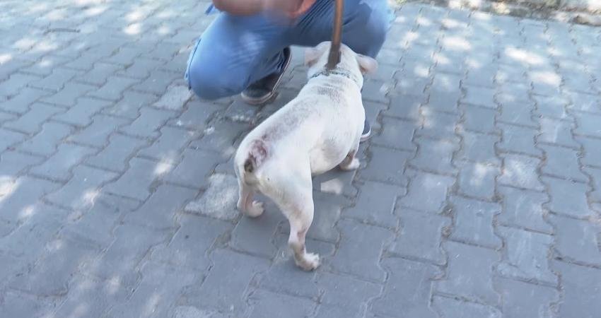 İzmir’de el konulan 20 cins köpek Işıkkent Köpek Bakımevi’nde Bayraklı İlçe Tarım Müdürlüğü ekiplerinin doğal ihtiyaçları karşılanmadan ve uygunsuz