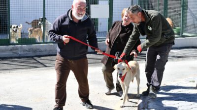 Mamak Belediyesi, Kutludüğün’deki Sokak Hayvanları Rehabilitasyon ve Geçici Bakım Merkezi’ni