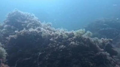 Bandırma Onyedi Eylül Üniversitesi’nden Prof. Dr. Mustafa Sarı, Marmara Denizi’nde