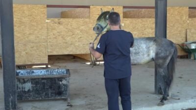 İzmir Büyükşehir Belediyesi Yükten Düşmüş Binek Hayvanları Rehabilitasyon Merkezi'nde sahipsiz