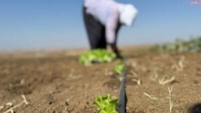 Silivri Belediyesi, Tarımsal Üretim Merkezi’nde (TÜRAM) kışlık fide ekimine başladı.