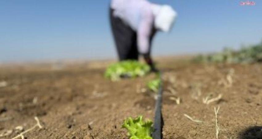 Silivri Belediyesi, Tarımsal Üretim Merkezi’nde (TÜRAM) kışlık fide ekimine başladı.