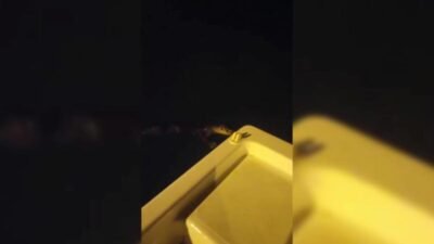 Sinop'un Gerze ilçesinde tekneyle denize açılan amatör balıkçılar, beklenmedik bir