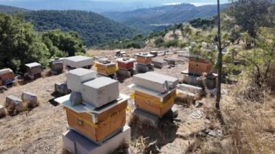 Bornova Belediyesi’nin arıcılık eğitimleri kapsamında kursiyerlere hem ekipman hem de