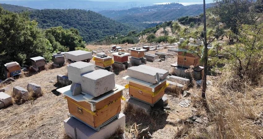 Bornova Belediyesi’nden arıcılığa tam destek Bornova Belediyesi’nin arıcılık eğitimleri kapsamında kursiyerlere hem ekipman hem de