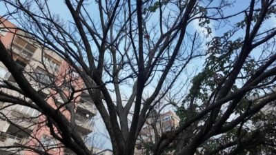 Bornova Belediyesi ile Bornova Kent Konseyi iş birliğiyle düzenlenen etkinliklerde,