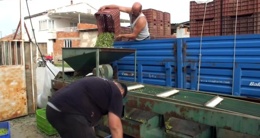 Türkiye’nin önemli zeytin üretim merkezlerinden biri olan Balıkesir’in Burhaniye ilçesinde,