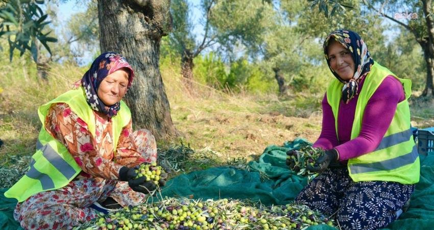 Burhaniye Belediyesi, 70 binin üzerinde zeytin ağacına hayat veren topraklarda