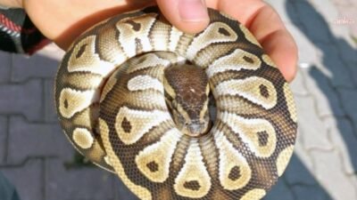 Konya'da emniyet güçleri tarafından gerçekleştirilen asayiş kontrolü sırasında bir kişinin cebinden