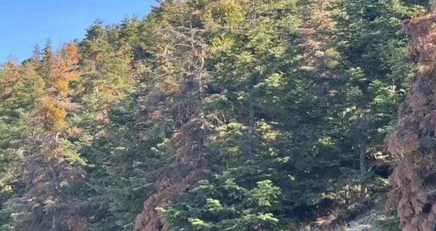 CHP Niğde Milletvekili Ömer Fethi Gürer, zarar gören ormanlara giderek,