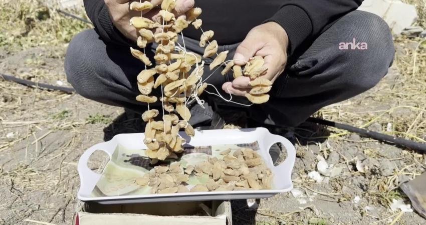 Hakkari'nin Yüksekova ilçesinde işsizlik ve göçe karşı safran ile salep