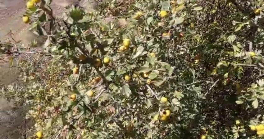 Hekimhan Belediyesi’nin Doğu Anadolu Projesi (DAP) Bölge Kalkınma İdaresi iş