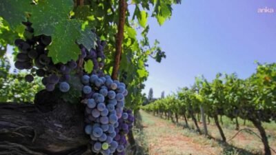 İzmir Büyükşehir Belediyesi, Avrupa Konseyi’nin kültür rotalarından olan Iter Vitis