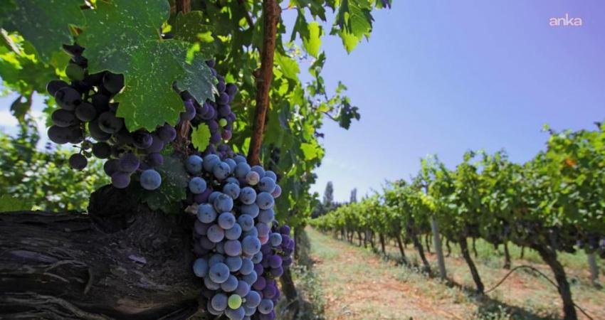 İzmir bağcılık mirasını koruyan Iter Vitis Rotası’na katıldı İzmir Büyükşehir Belediyesi, Avrupa Konseyi’nin kültür rotalarından olan Iter Vitis