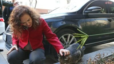 Karşıyaka Belediyesi’nin ruhsat ve oturma raporu başvurularında uyguladığı mama bağışı