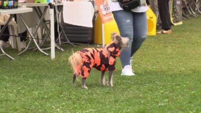 Konak Belediyesi’nin bu yıl 6'ncısını düzenlediği Patilerin Festivali, hem farkındalık