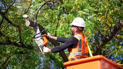 Sonbaharın gelmesiyle birlikte ağaç budama çalışmalarına hız kesmeden devam eden