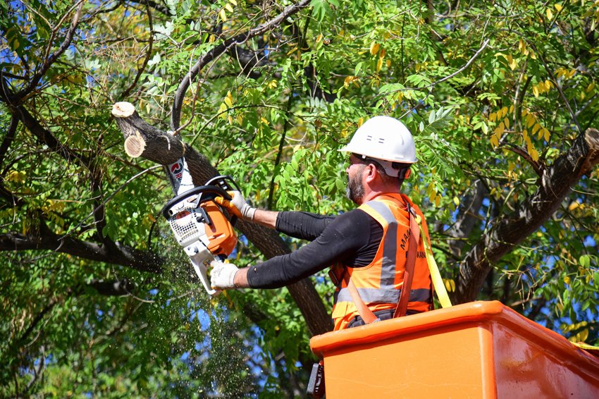Sonbaharın gelmesiyle birlikte ağaç budama çalışmalarına hız kesmeden devam eden