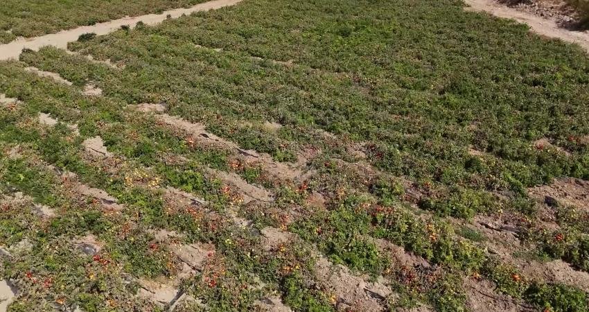 Mersin Büyükşehir Belediyesi, "Domates Fidesi Dağıtım Projesi" ile Gülnar, Mut,