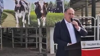  Nallıhan Belediyesi ilçedeki üreticilere yüzde 50 hibeyle 44 gebe düve