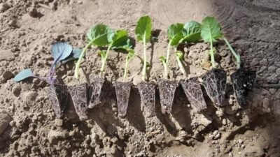 Bornova’da minik öğrenciler, Bornova Belediyesi’nin desteğiyle okul bahçelerine kışlık sebze