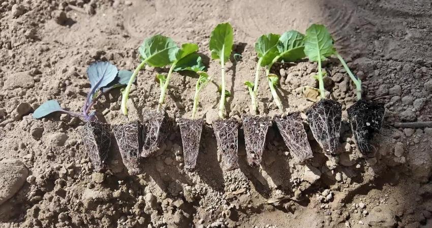 Bornova’da minik öğrenciler, Bornova Belediyesi’nin desteğiyle okul bahçelerine kışlık sebze