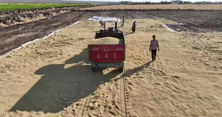 Şanlıurfa’nın Siverek ilçesi Karacadağ bölgesinde pirinç hasadı başladı. Bölgeye özgü