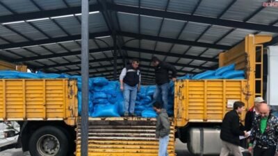 Silivri Belediyesi, belediyeye ait tarım arazilerinde yetiştirilen tritikale yemlerini Silivri’de